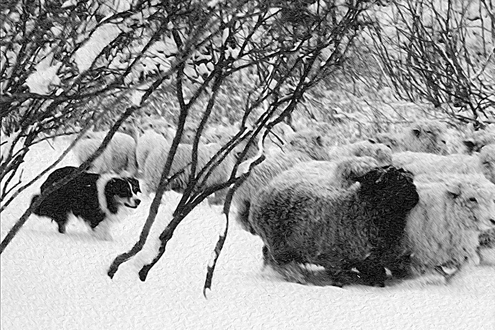Buddah herding sheep in a snow storm