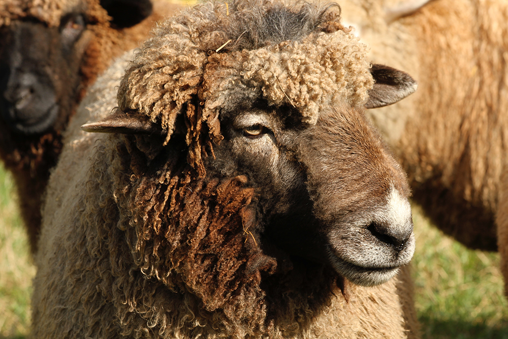 Leonard, our Romney sheep ram