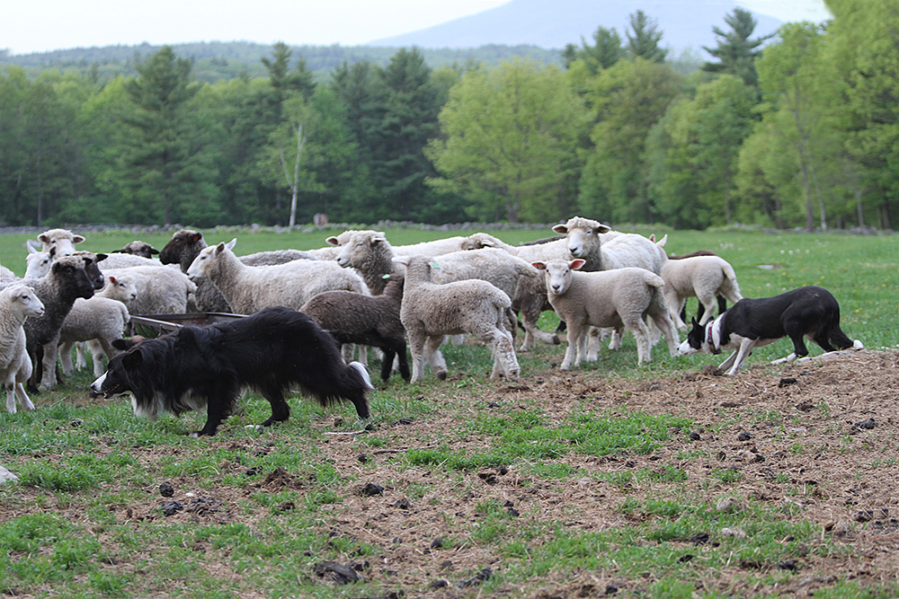 Tux and Ela herding sheep