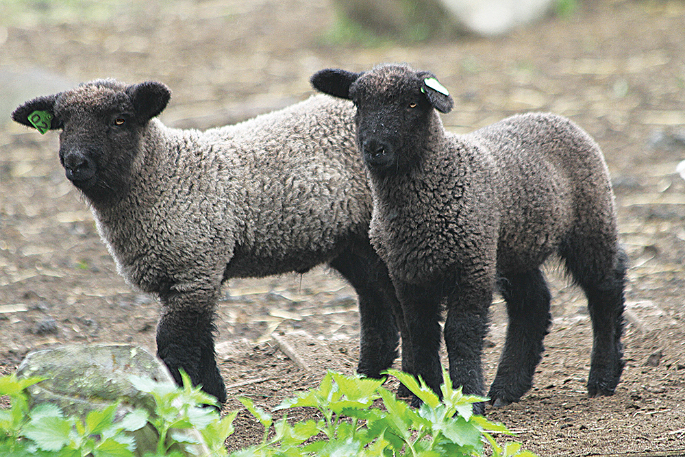 Romney lambs